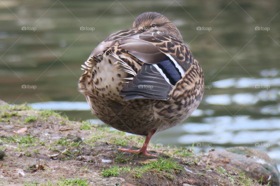 Resting position 