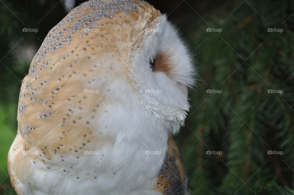 Barn owl close up