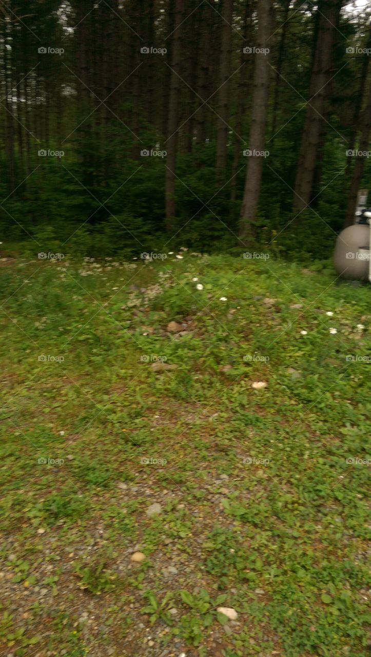 Landscape, Tree, Environment, Park, Wood