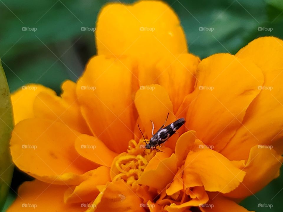 Close up of orange yellow marigold and its green leaves and a unique tiny black insect with a white circle on its back.