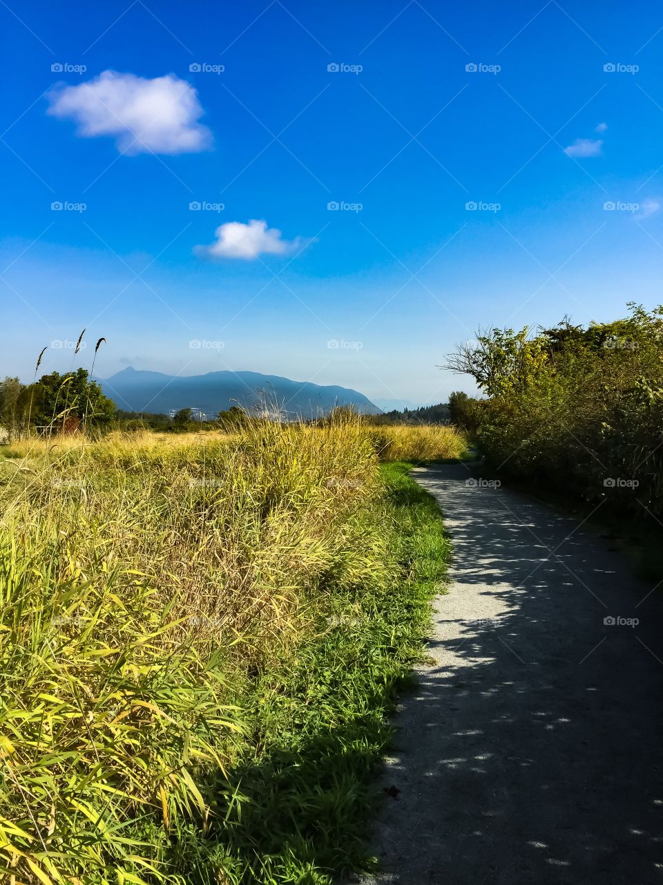 A view of the mountains on a clear, warm Autumn day from Colony Farms Park in British Columbia 
