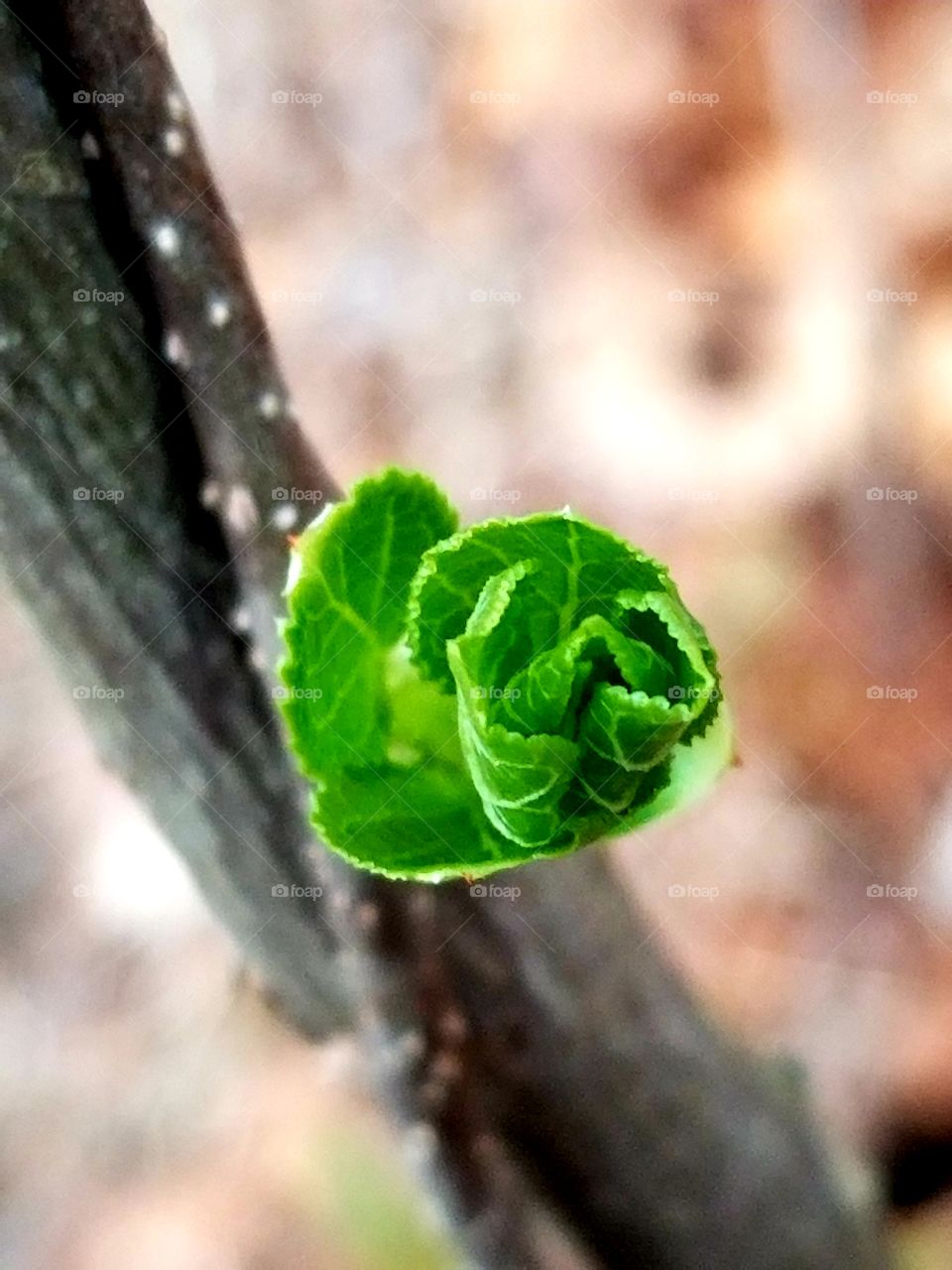 leaf springing up