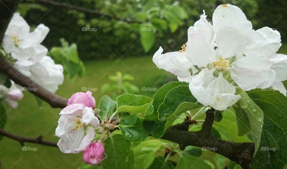 Apple tree in blossom