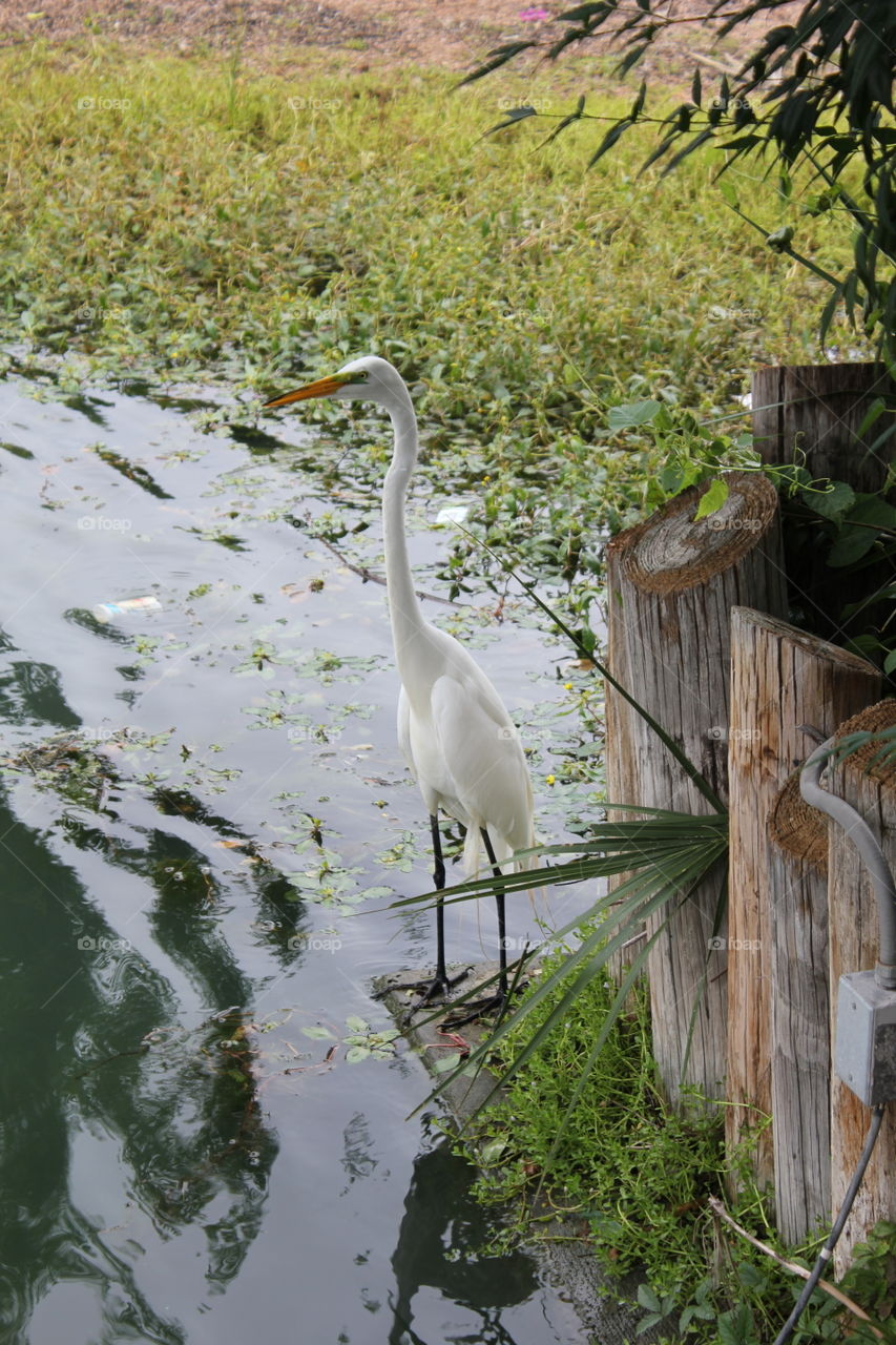 Swamp beauty. Egret next to a pond
