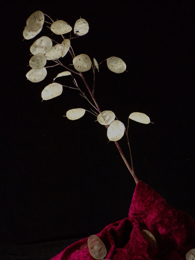 honesty, Lunaria annua, ripe seed pods