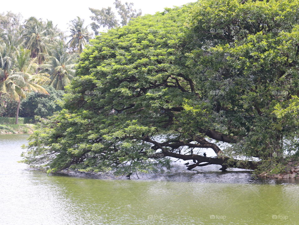 Tree, Water, Nature, Landscape, Park