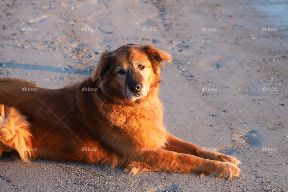 Dog on the sand