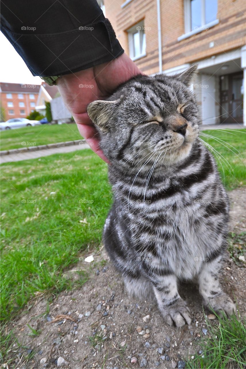 Person stroking a cat