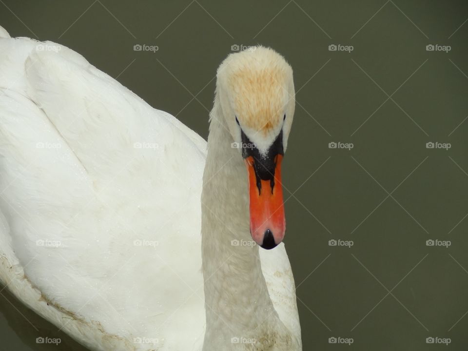 Adult swan 