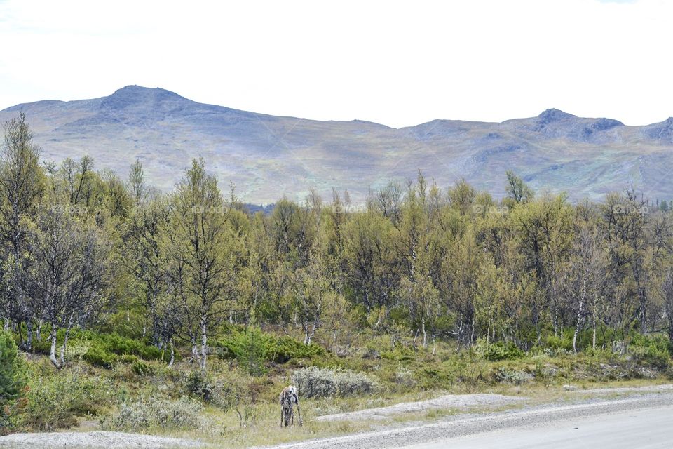 Beautiful landscape with reindeer and mountains