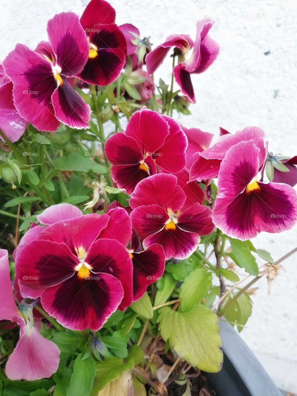 Pansies glow in shades of purple and lilac.