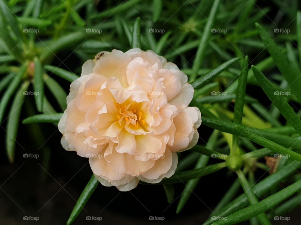 the Portulaca Grandiflora