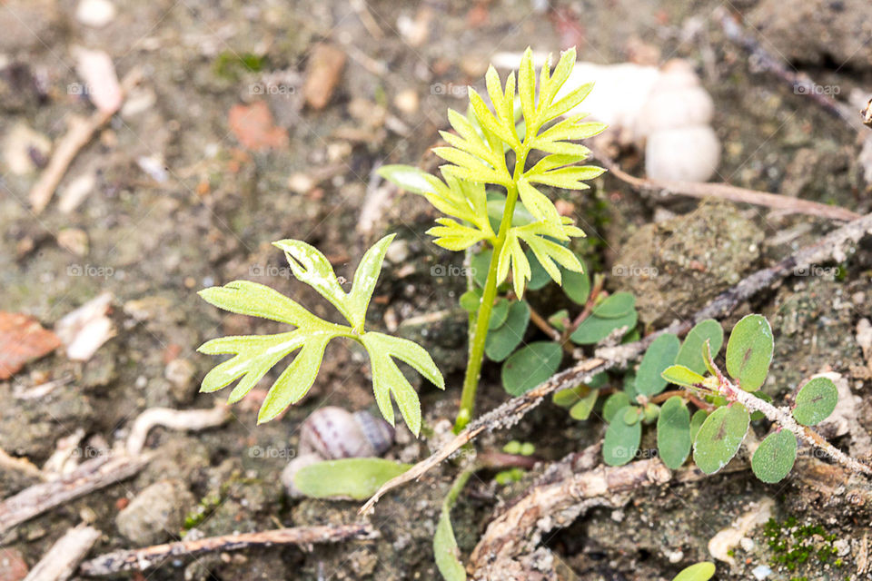Nature, Flora, Leaf, Soil, Environment