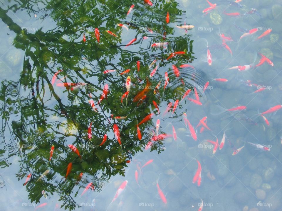 Fish Pond Reflections