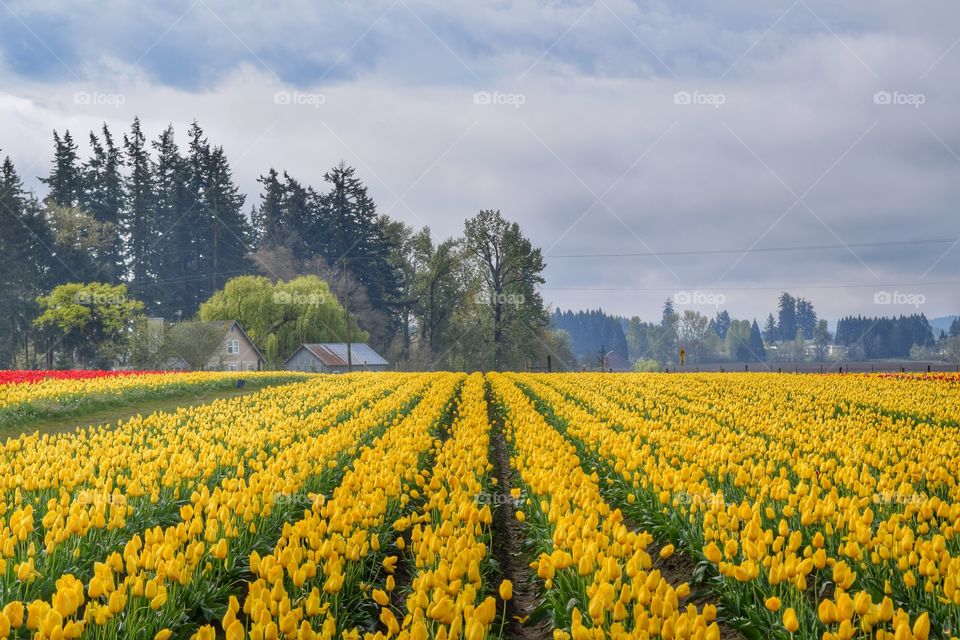 Yellow tulips blooming at farm during spring