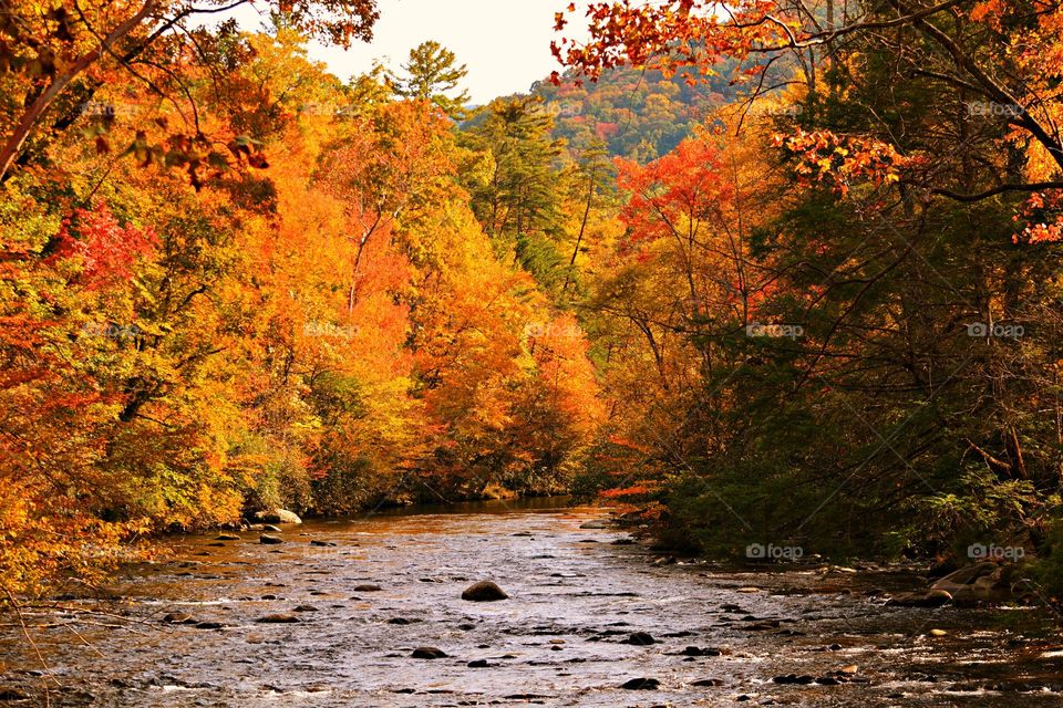 Battle: Summer vs Fall - Get up close and personal with the breathtaking and colorful leaves as you surround yourself with them on a hike. There’s nothing like strolling on a path by the stream blanketed by red, orange and yellow leaves. 