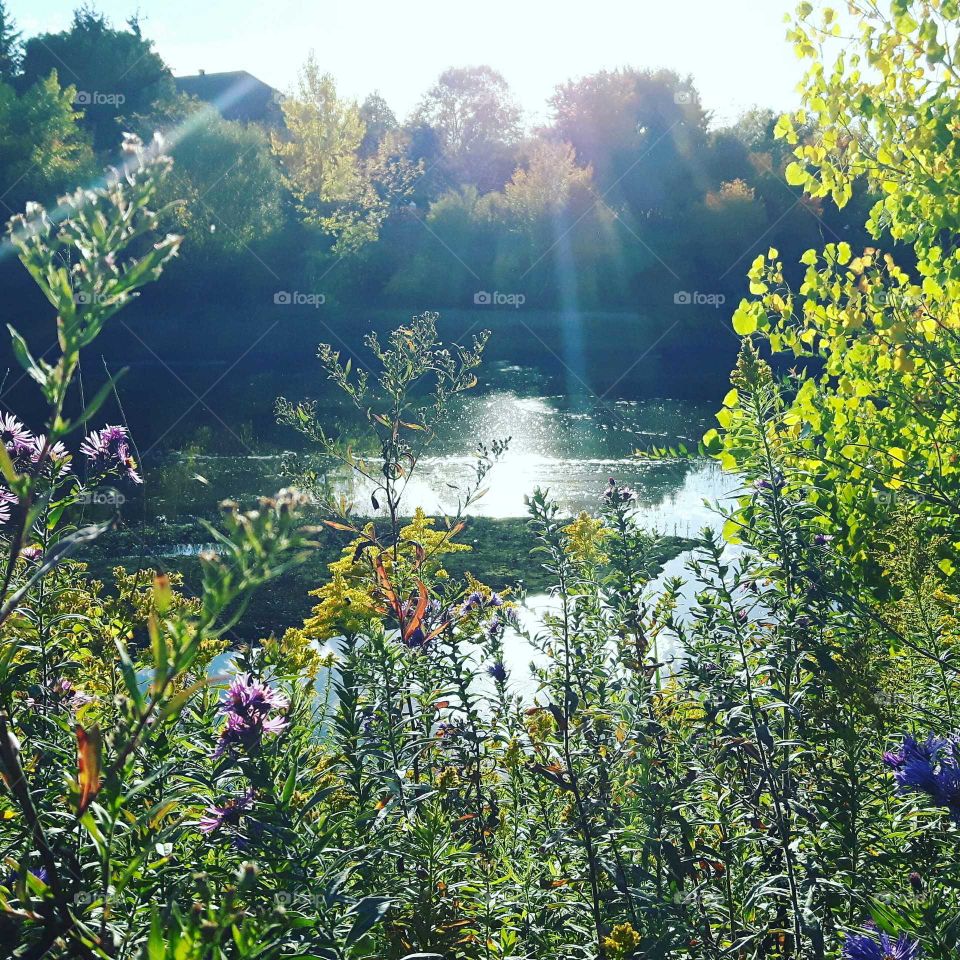 sun and flowers in limoilou!