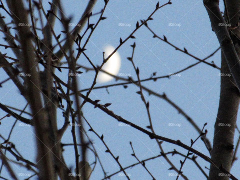 moon behind branches