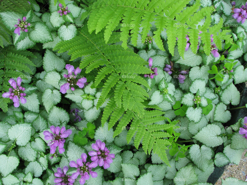 Ferns and purple blooms