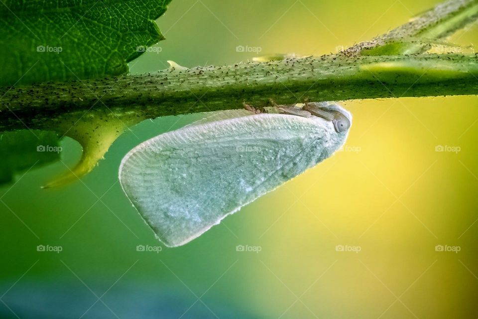 Northern Flatid Planthopper or Mealy Flatid Planthopper (Flatormenis proxima). 