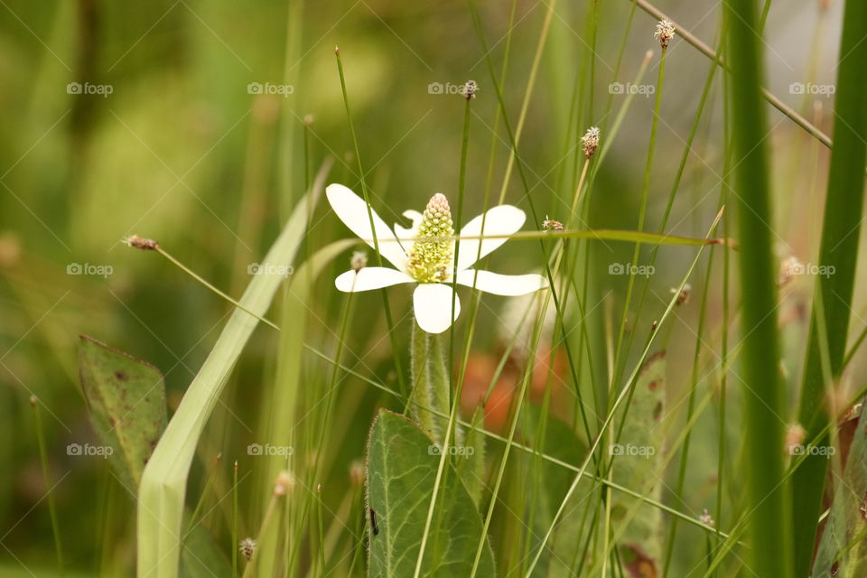 Flower on the side of the trail 