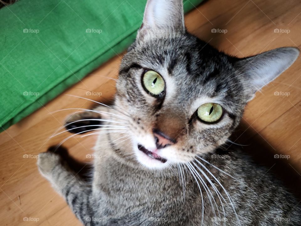 Tabby cat with green eyes and with a unique expression on face