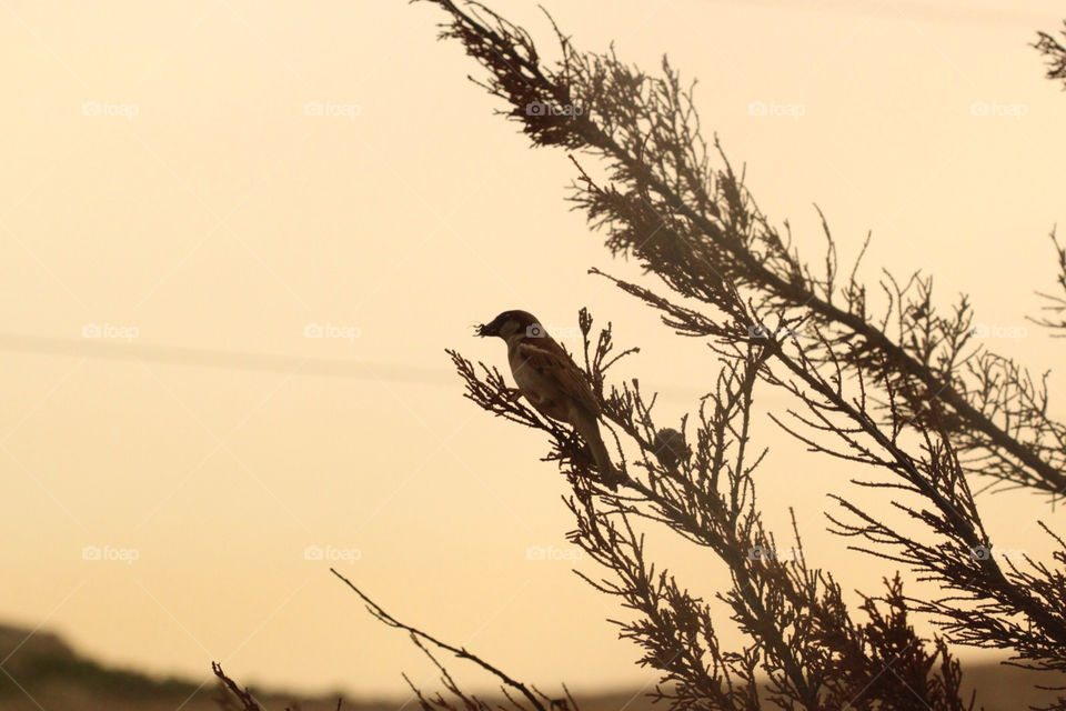 tree bird dim dusty by kandovit
