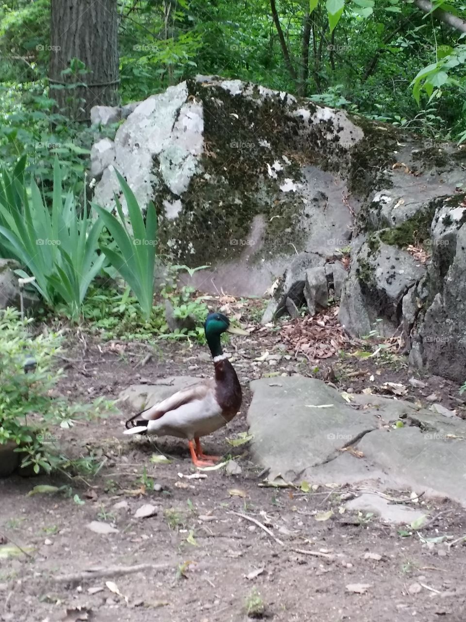 duck in garden. looked out my window and seen this