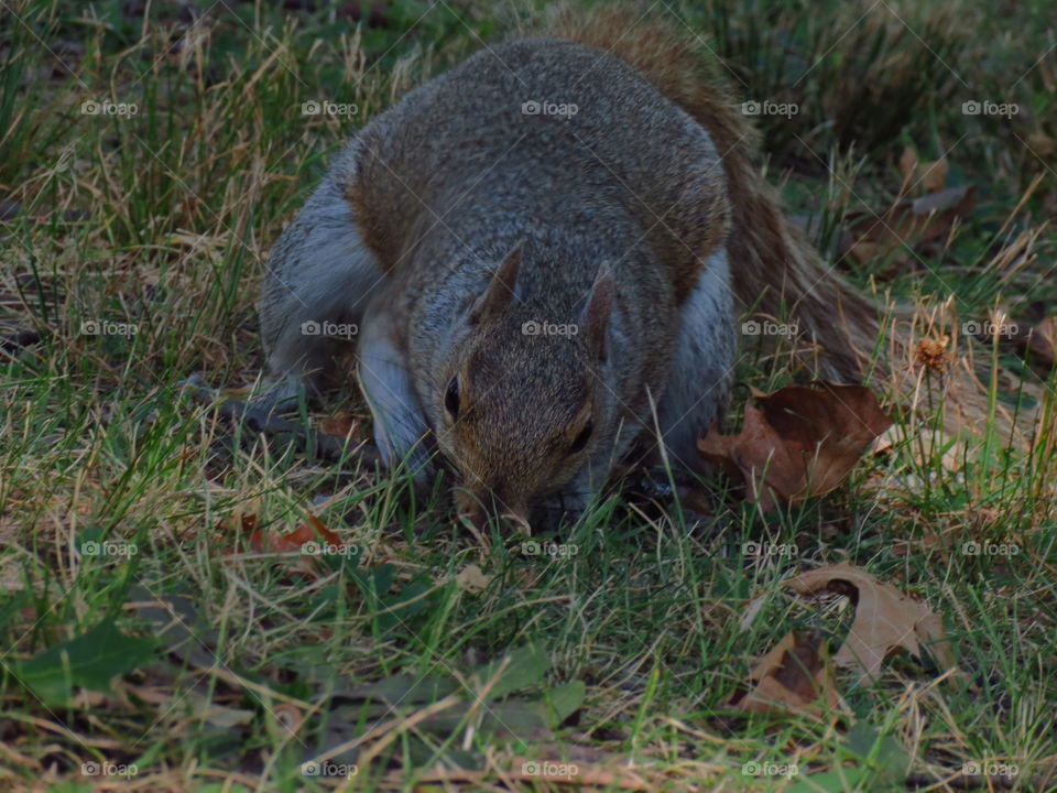 Squirrel eating 