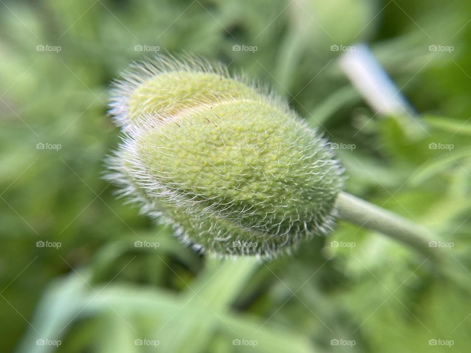 Poppy bud, close up 