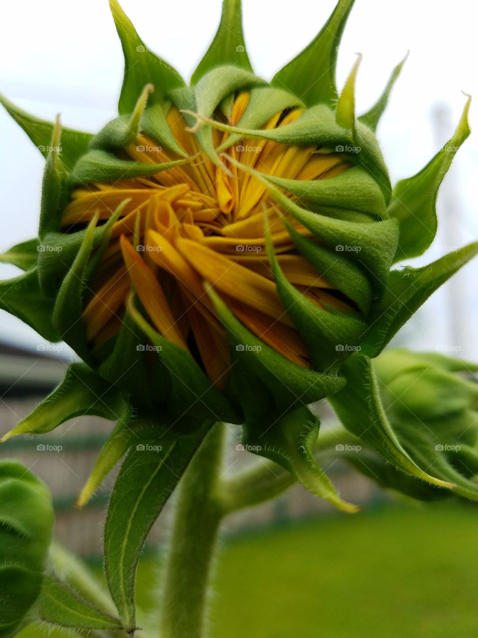 My garden sprouted this sunflower with one seed,Big Island,Hawai'i.  Live,Life,Love❤