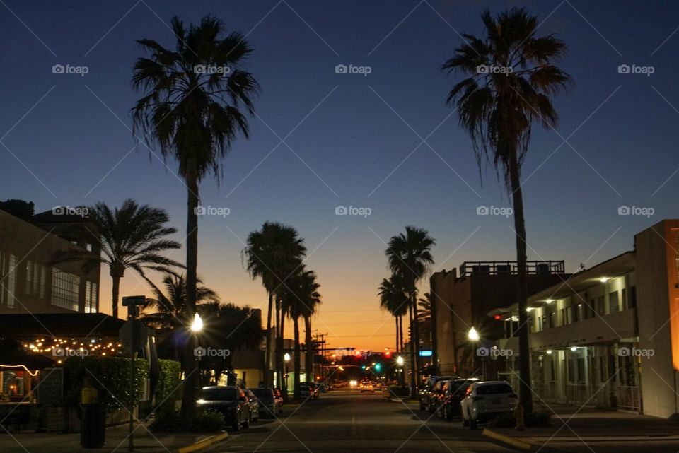 Palm Tree City Sunset 
