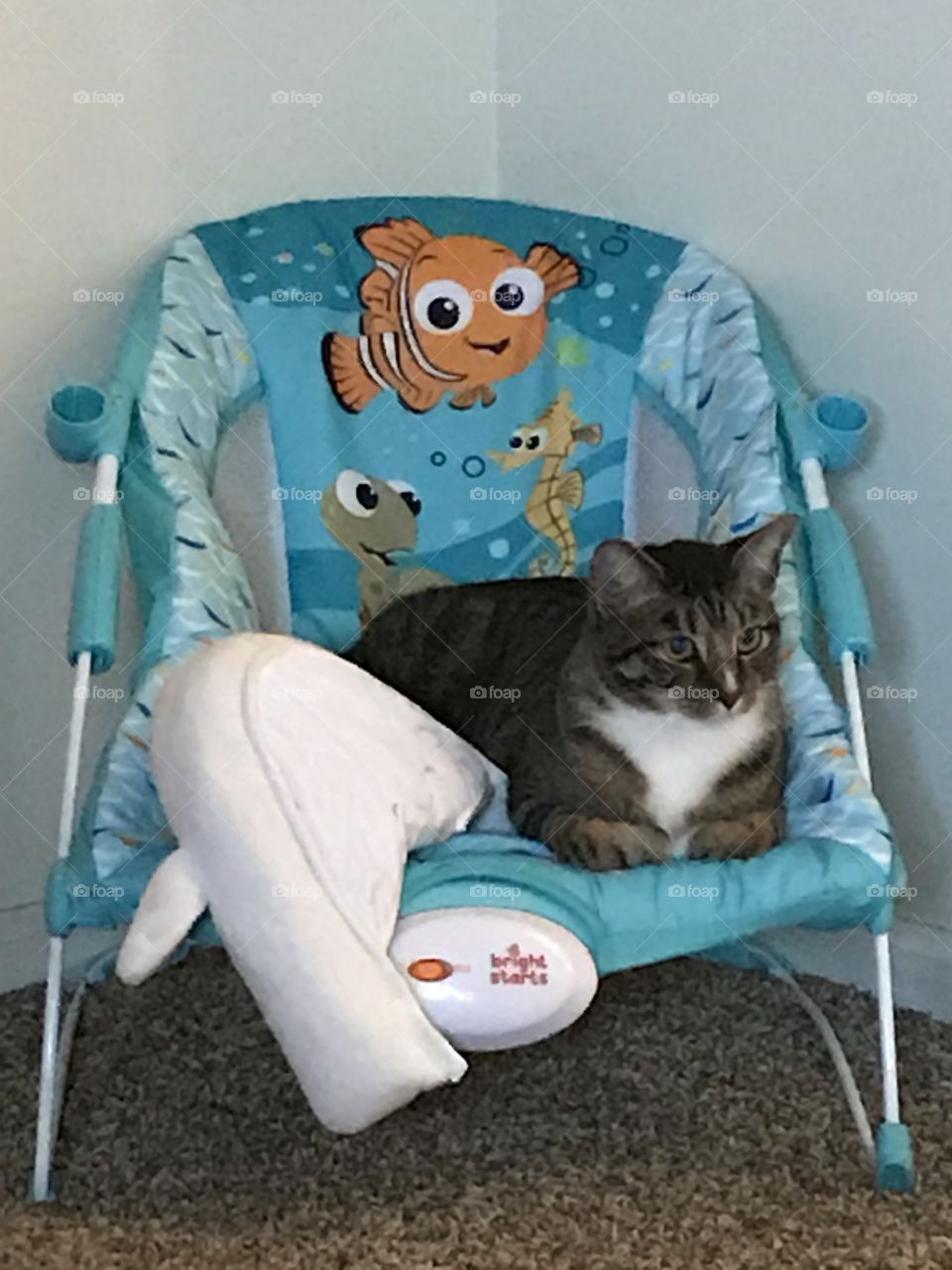Cat in baby seat
