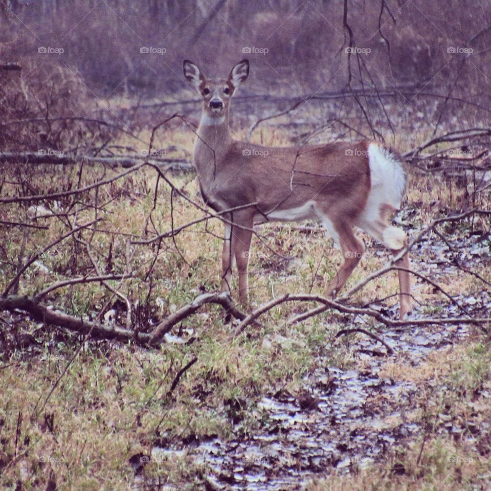 Doe, a deer, a female deer