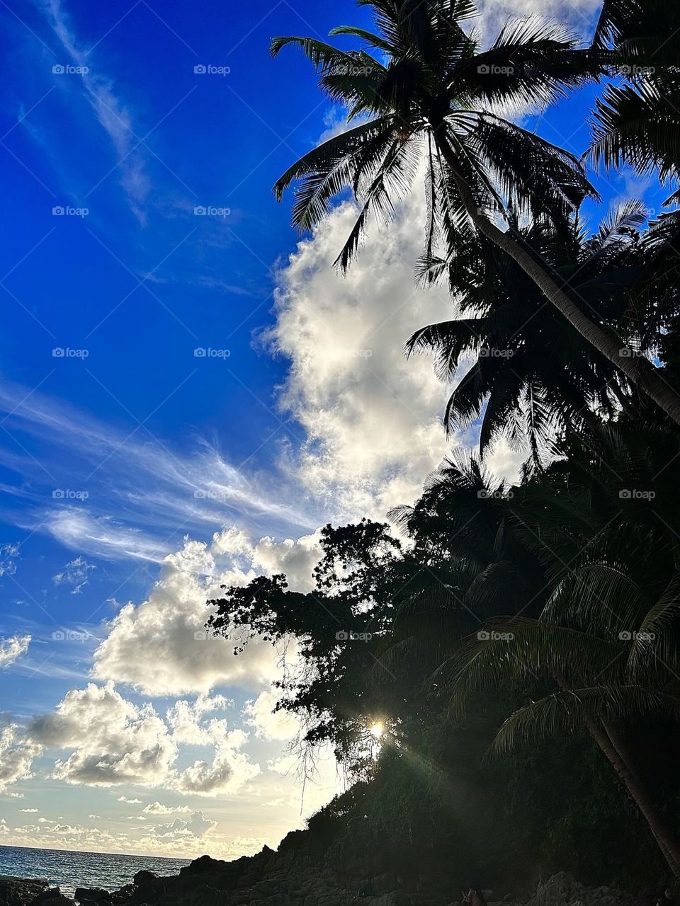 Palm tree shadows AMR Wozko 