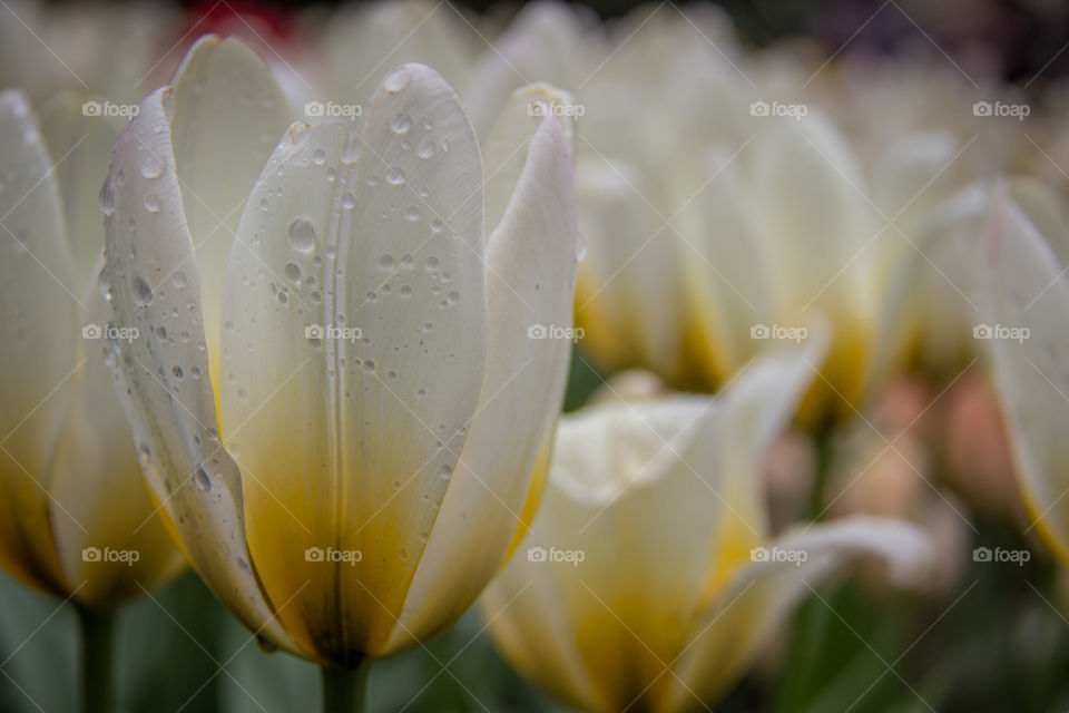 Tulip and water droplets 