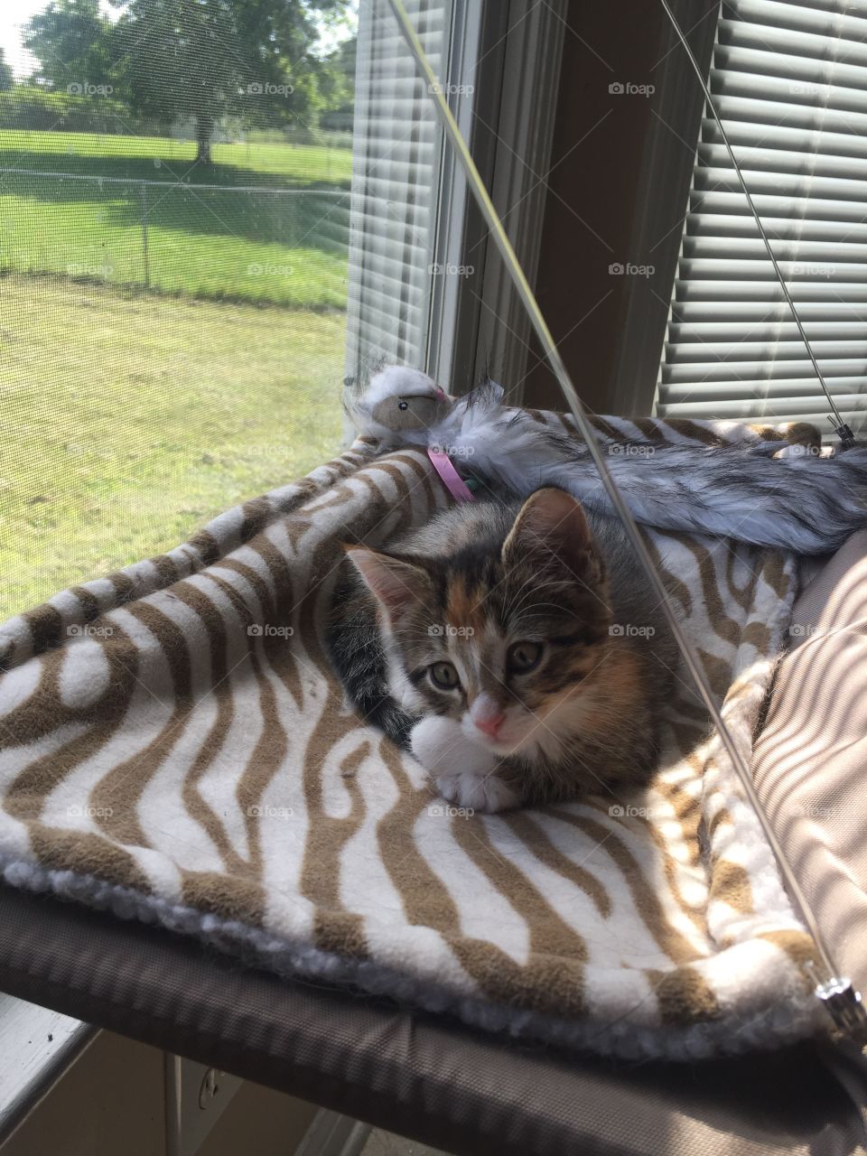 Kitten lounging on window perch with favorite toy