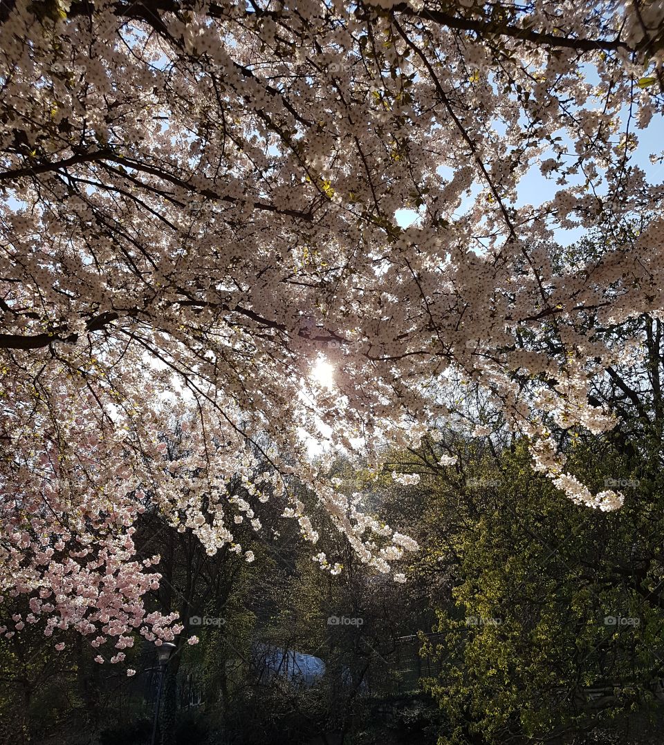 SunSakura