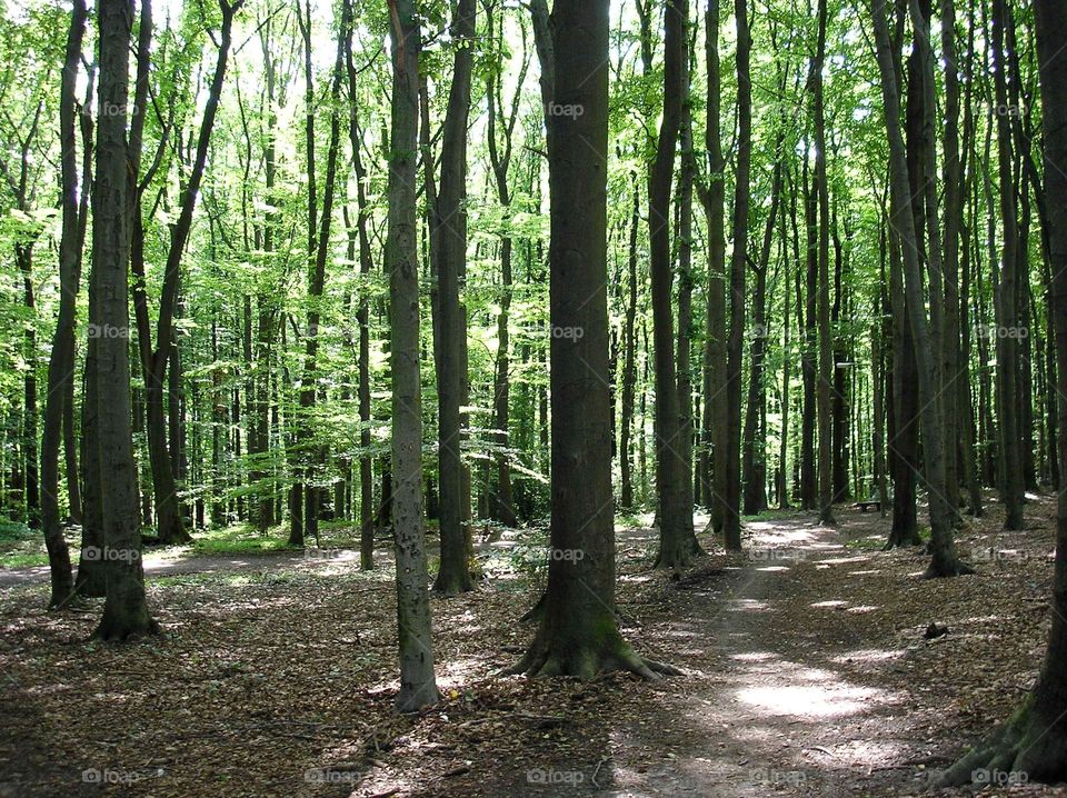 Walkways in the forest in daylight