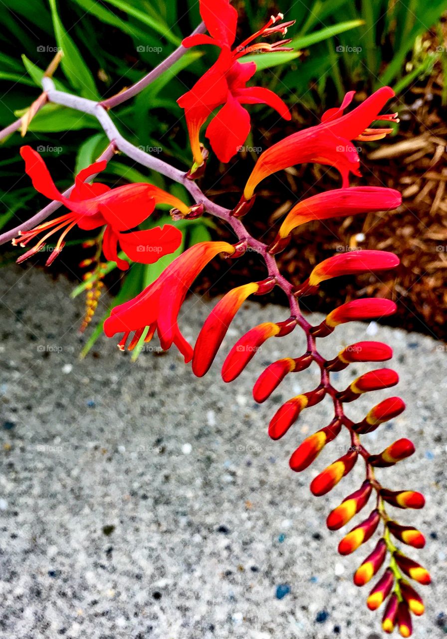 Where the Red Fern Grows