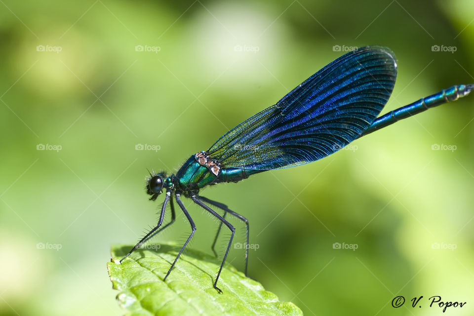 Banded demoiselle