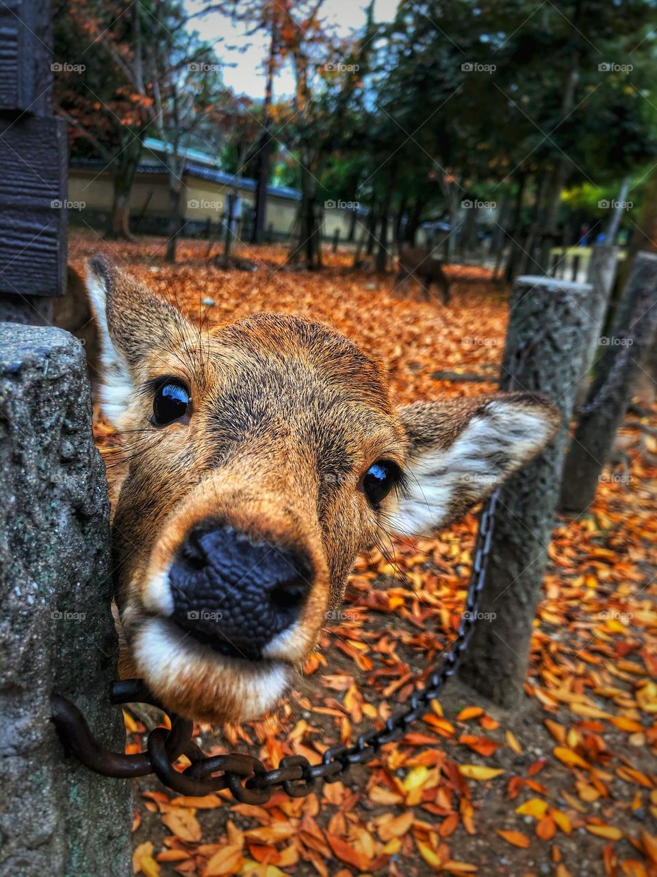 Autumn Nara Deer in Nara, Japan.