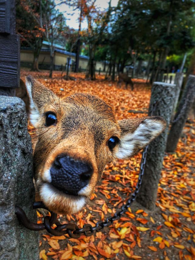 Autumn Nara Deer in Nara, Japan.