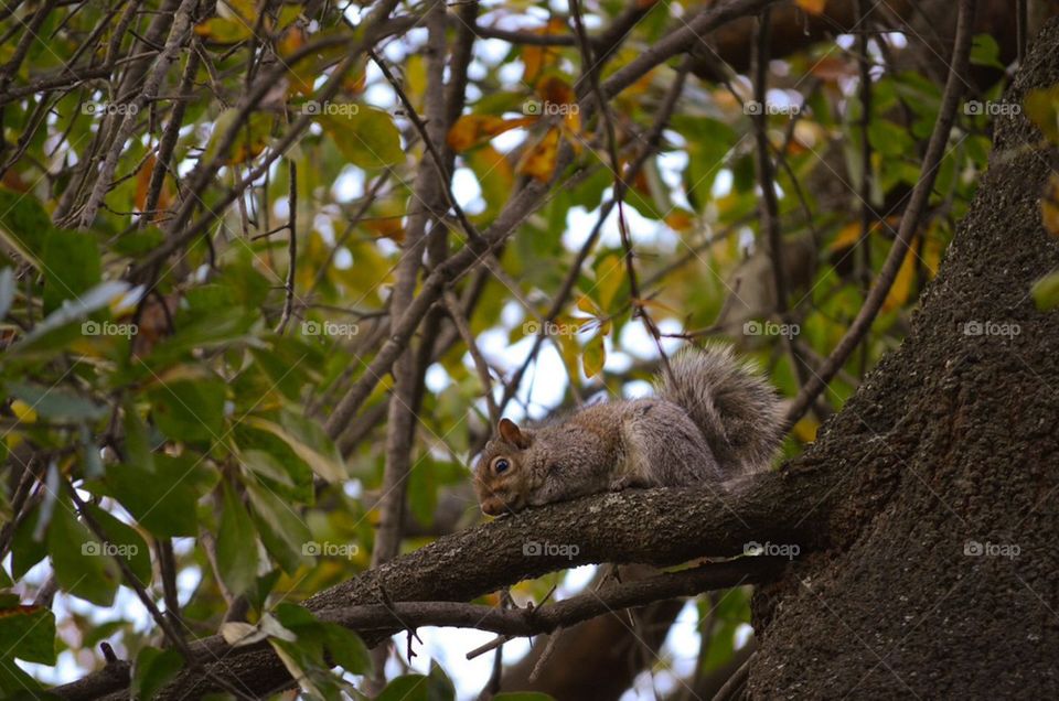 Baby Squirrel