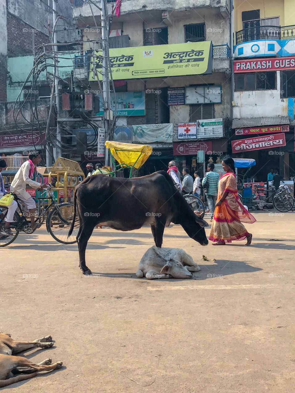 Female cow shielding her tired calf from sun...on the streets of Varanasi; India.
