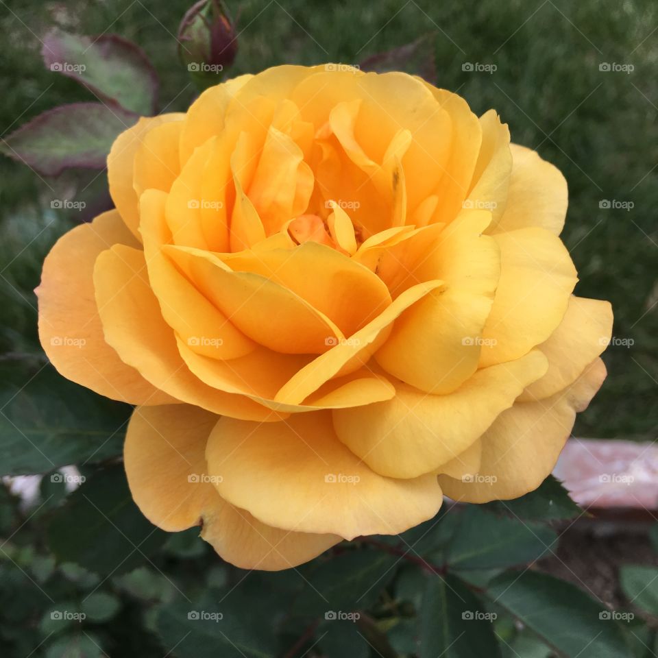 Rose, Flower, No Person, Leaf, Nature