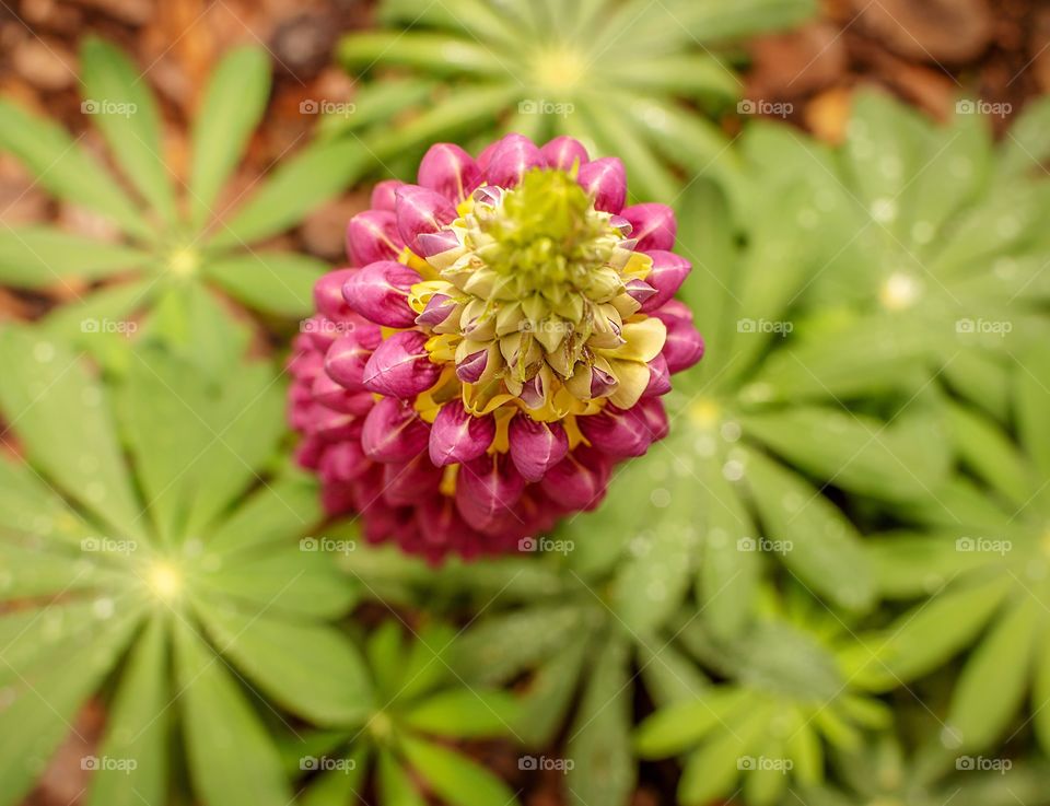 Lupine flower high angle view