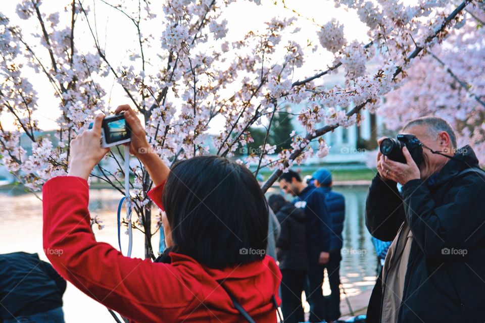 Photographers at work at Cherry Blossom time