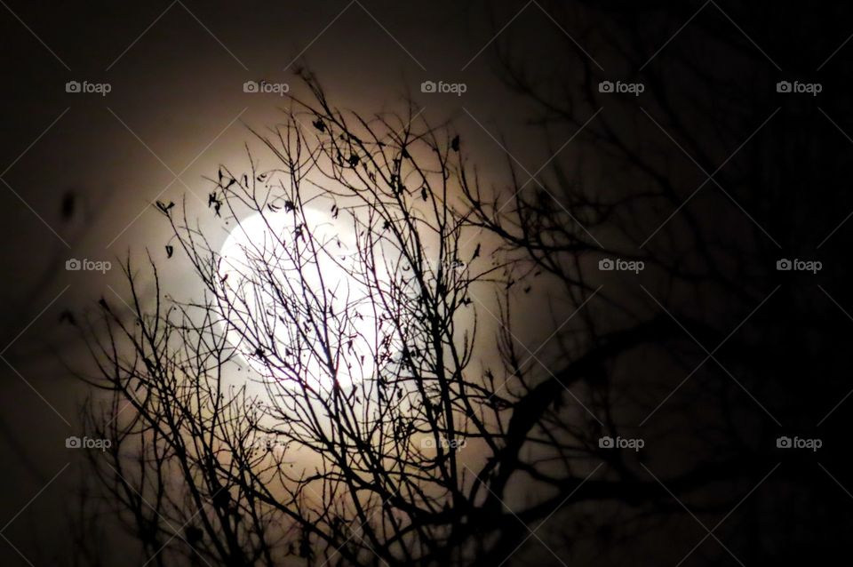 Fantastic moon moon shine through tree branches. "Follow Me Home"