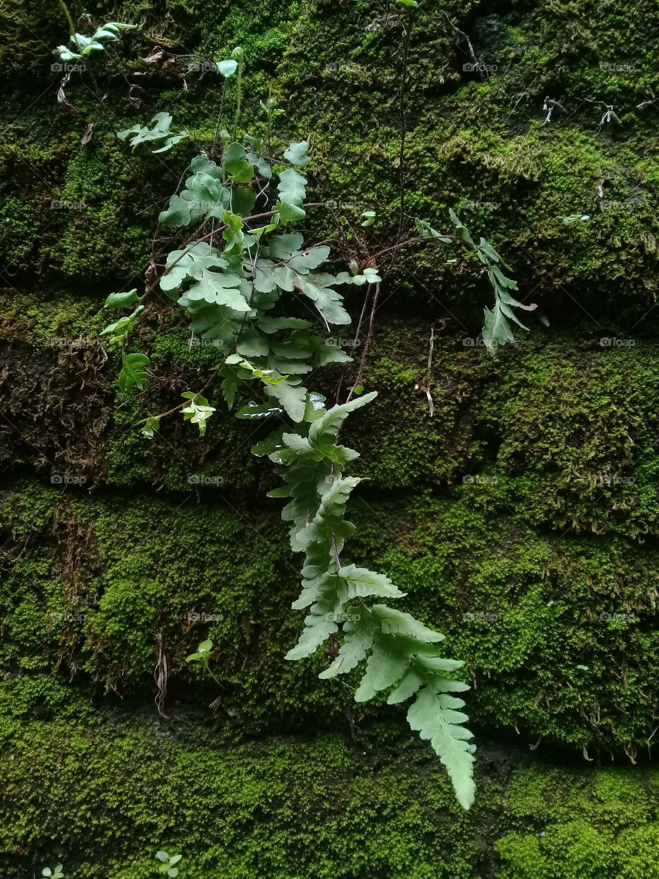 a nail plant that lives and grows with the moss plant attached to the wall